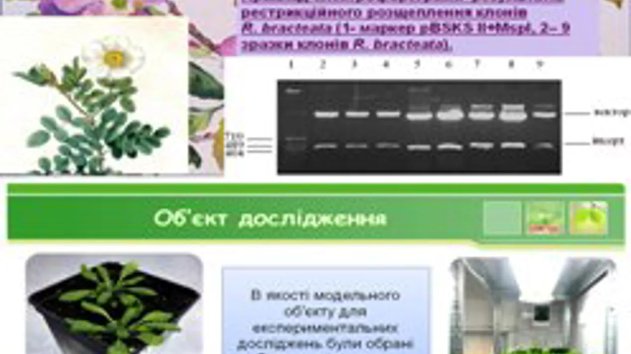 Успішна підготовка юних дослідників