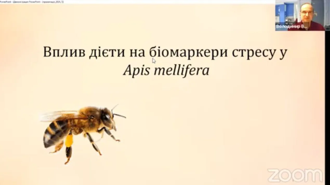 захист Караван